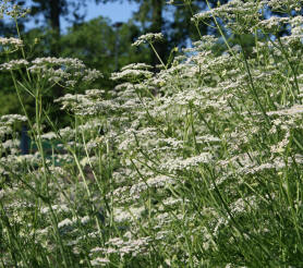 Caraway herb - Carum carvi flowering plant.